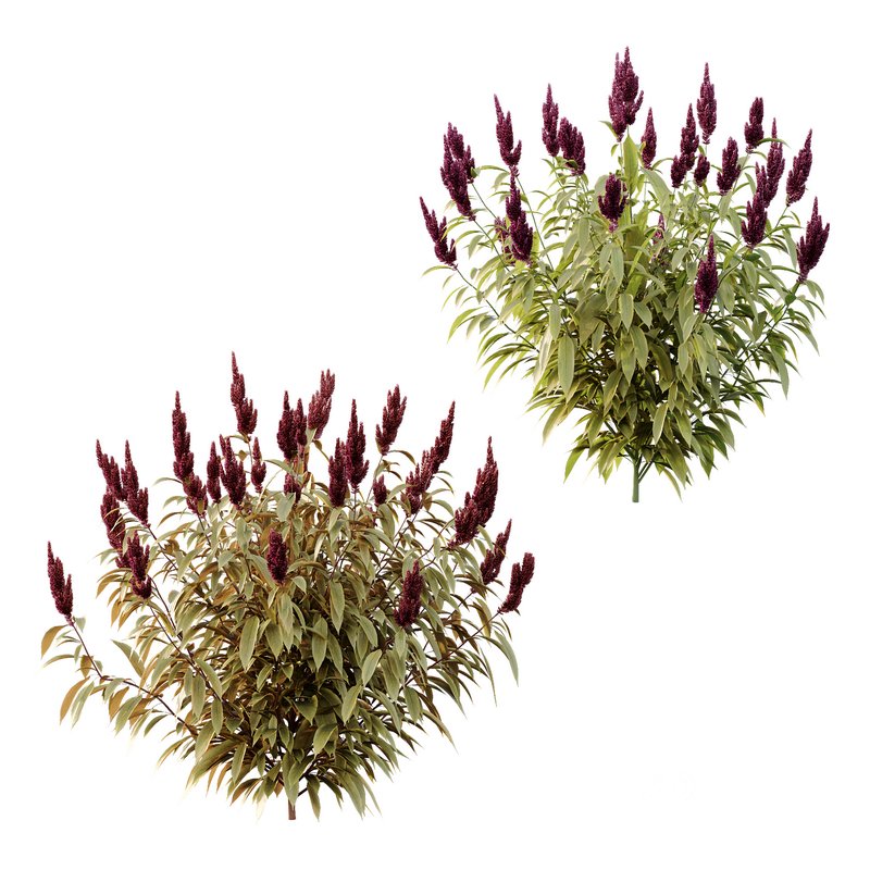 Set of Plant Princes Feather06 -Amaranthus hypochondriacus Image 1