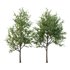Ilex Mucronata Plant Mountain holly 02 -2 trees - Thumbnail 1