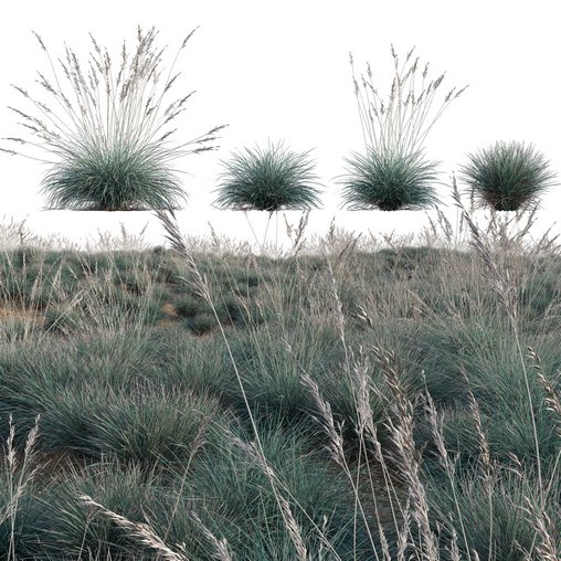 Helictotrichon sempervirens – Blue Oat Grass