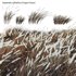 Imperata cylindrica – Cogon Grass 04 - Thumbnail 2