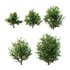 Ilex Mucronata Plant Mountain holly 08 (5 bushes) - Thumbnail 7