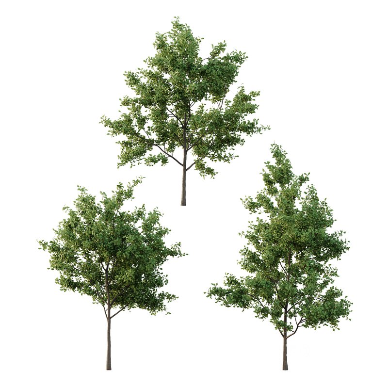 Ilex Mucronata Plant Mountain holly 03 -3 trees Image 1