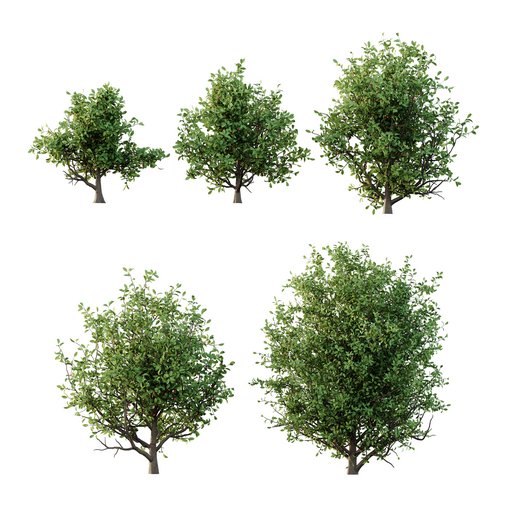 Ilex Mucronata Plant Mountain holly 08 (5 bushes)