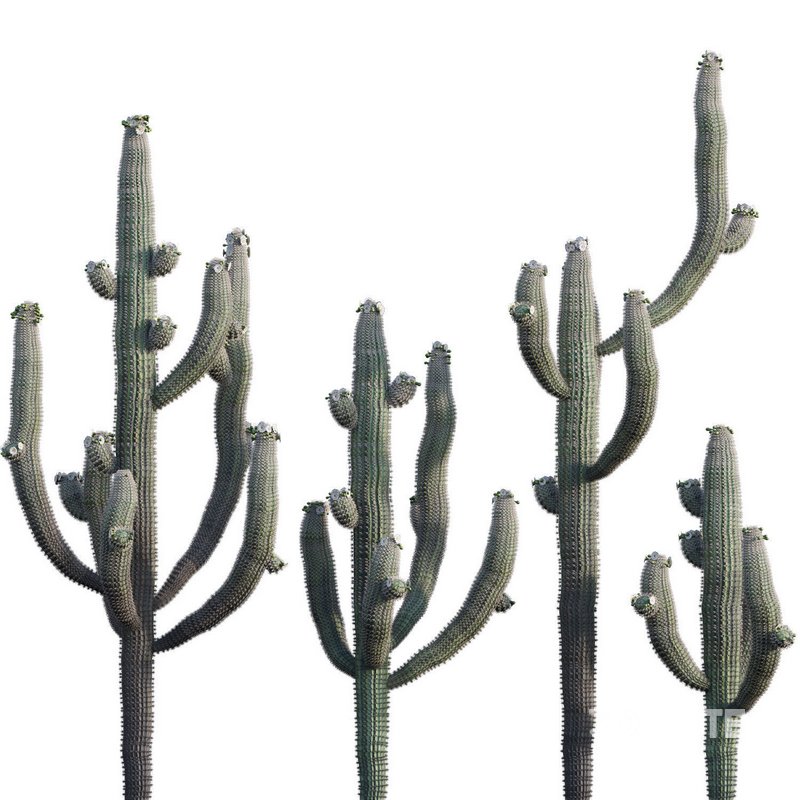 Carnegiea Gigantea – Saguaro 02 Image 1