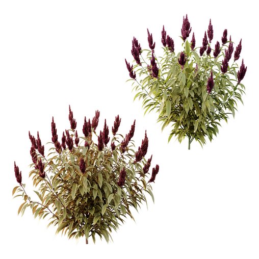 Set of Plant Princes Feather06 -Amaranthus hypochondriacus