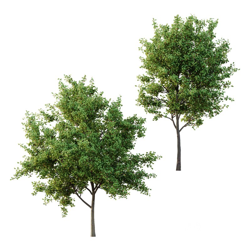 Ilex Mucronata Plant Mountain holly 01 -2 trees Image 1