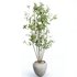 AV Indoor plants set 170 Beech Olea Europaea Olive Eucalyptu Joyplants and Arbequina Wilsonii Chemlali Olive - Thumbnail 1