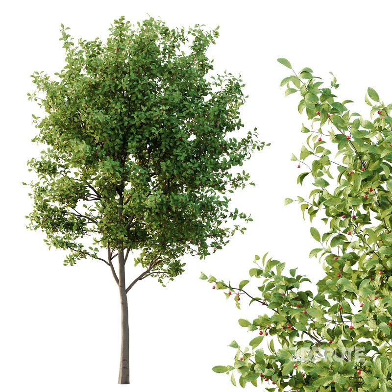 Ilex Mucronata Plant Mountain holly 01 -2 trees Image 2