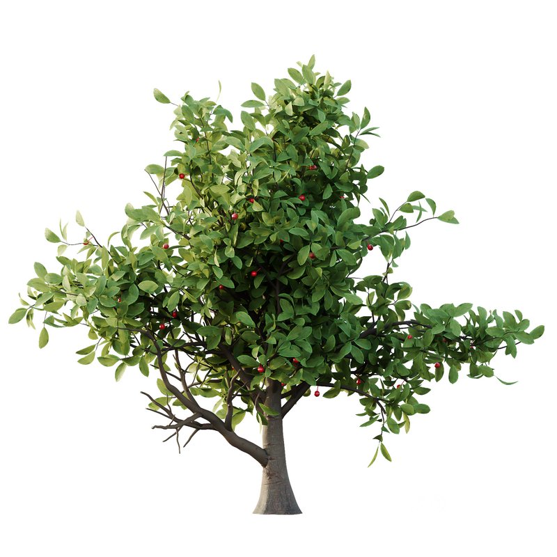 Ilex Mucronata Plant Mountain holly 08 (5 bushes) Image 1