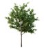 Ilex Mucronata Plant Mountain holly 03 -3 trees - Thumbnail 3