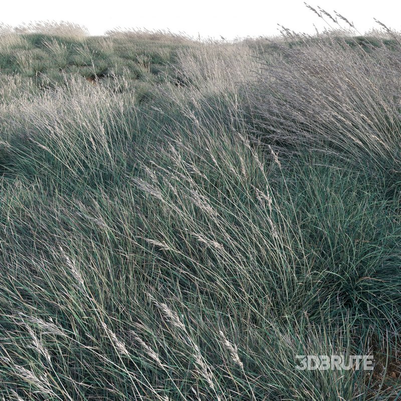 Helictotrichon sempervirens – Blue Oat Grass 03 Image 2