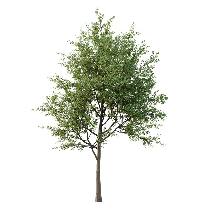 Ilex Mucronata Plant Mountain holly 02 -2 trees Image 2