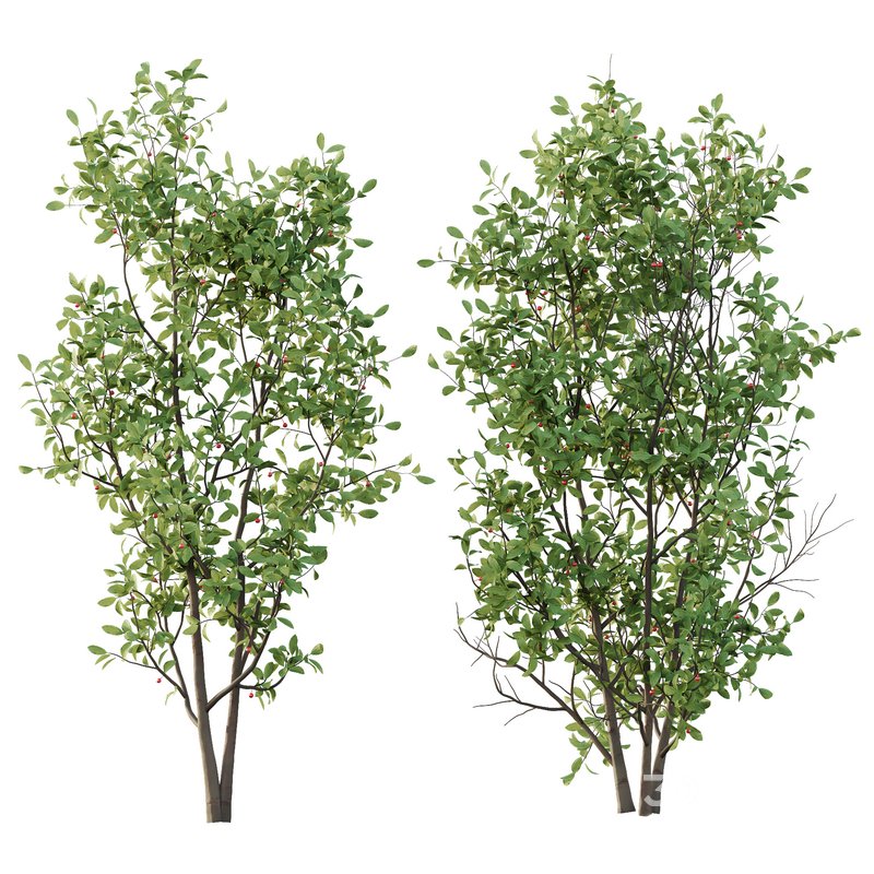 Ilex Mucronata Plant Mountain holly 07 (5 Bush) Image 3