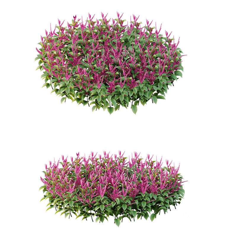 Set of Plant Princes Feather01 -Amaranthus hypochondriacus Image 1