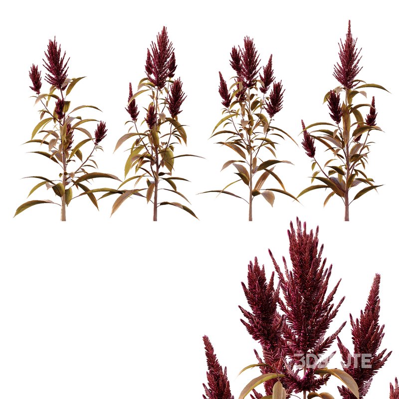 Set of Plant Princes Feather07 -Amaranthus hypochondriacus Image 5