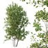 Ilex Mucronata Plant Mountain holly 05 -2 trees - Thumbnail 2