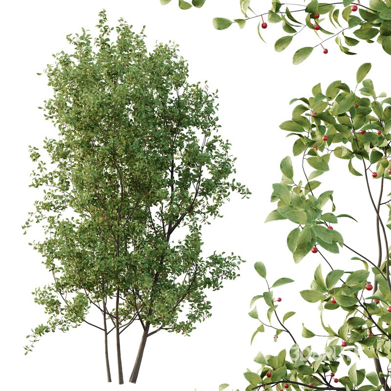 Ilex Mucronata Plant Mountain holly 05 -2 trees Image 2