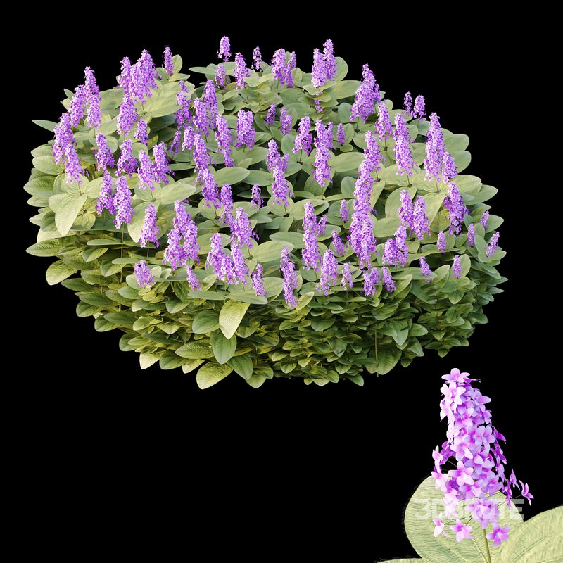 Tibouchina Semidecandra Grass 01 Image 1