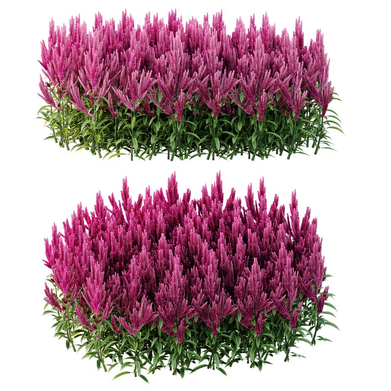 Set of Plant Princes Feather02 -Amaranthus hypochondriacus Image 2