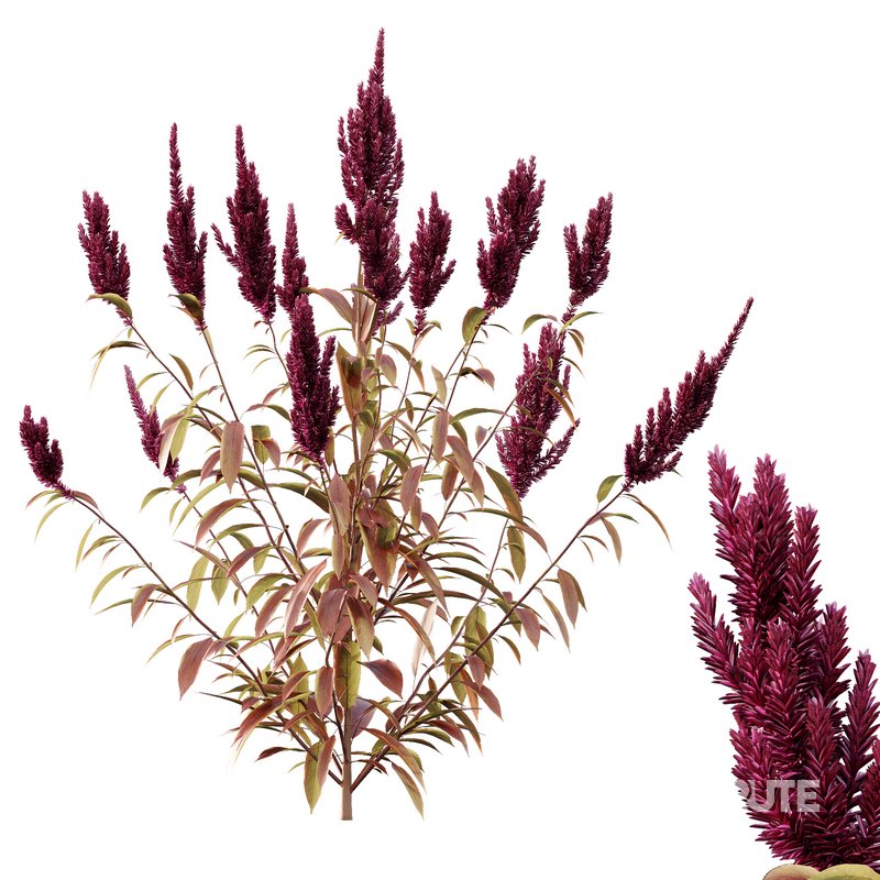 Set of Plant Princes Feather04 Amaranthus hypochondriacus Image 3