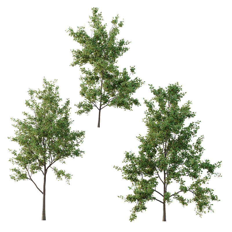 Ilex Mucronata Plant Mountain holly 04 -3 trees Image 2