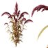 Set of Plant Princes Feather03 -Amaranthus hypochondriacus - Thumbnail 3