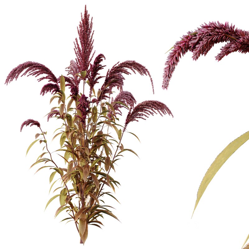 Set of Plant Princes Feather03 -Amaranthus hypochondriacus Image 3