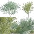 Parkinsonia Florida – Blue Palo Verde – 02 - Thumbnail 1