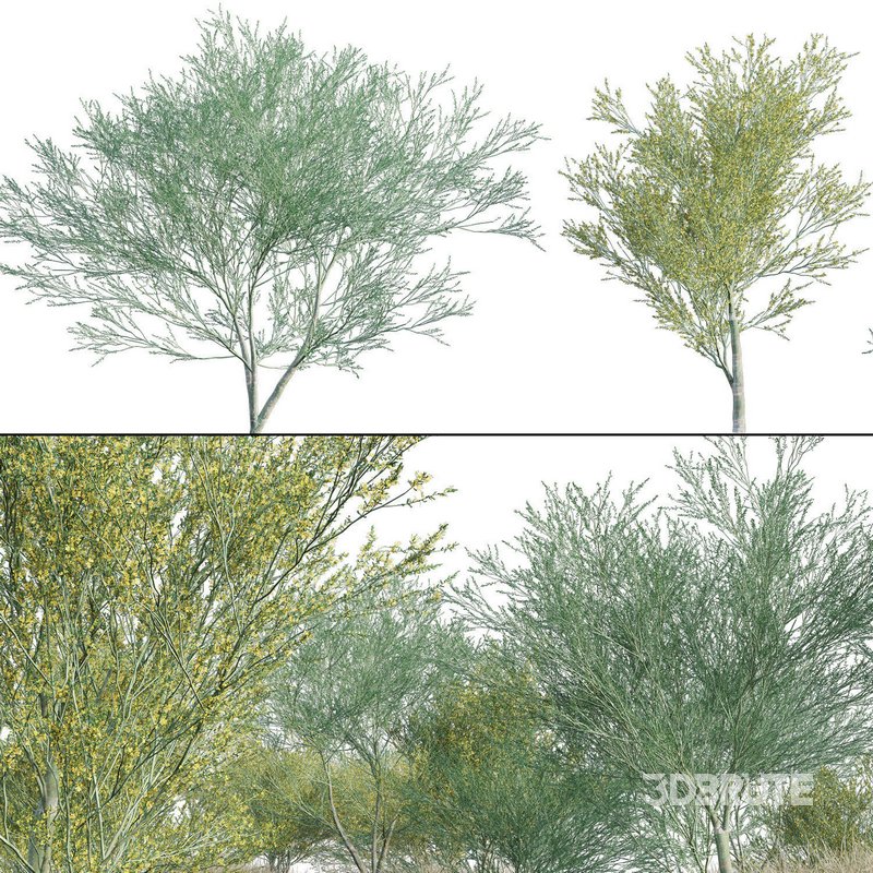 Parkinsonia Florida – Blue Palo Verde – 02 Image 1