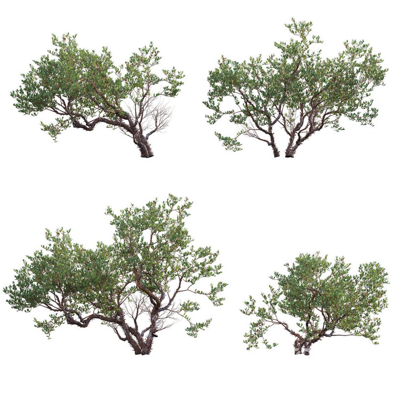 Arctostaphylos manzanita – Common Manzanita Image 1