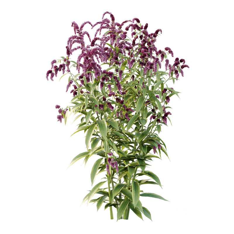 Set of Plant Princes Feather09 -Amaranthus hypochondriacus Image 2