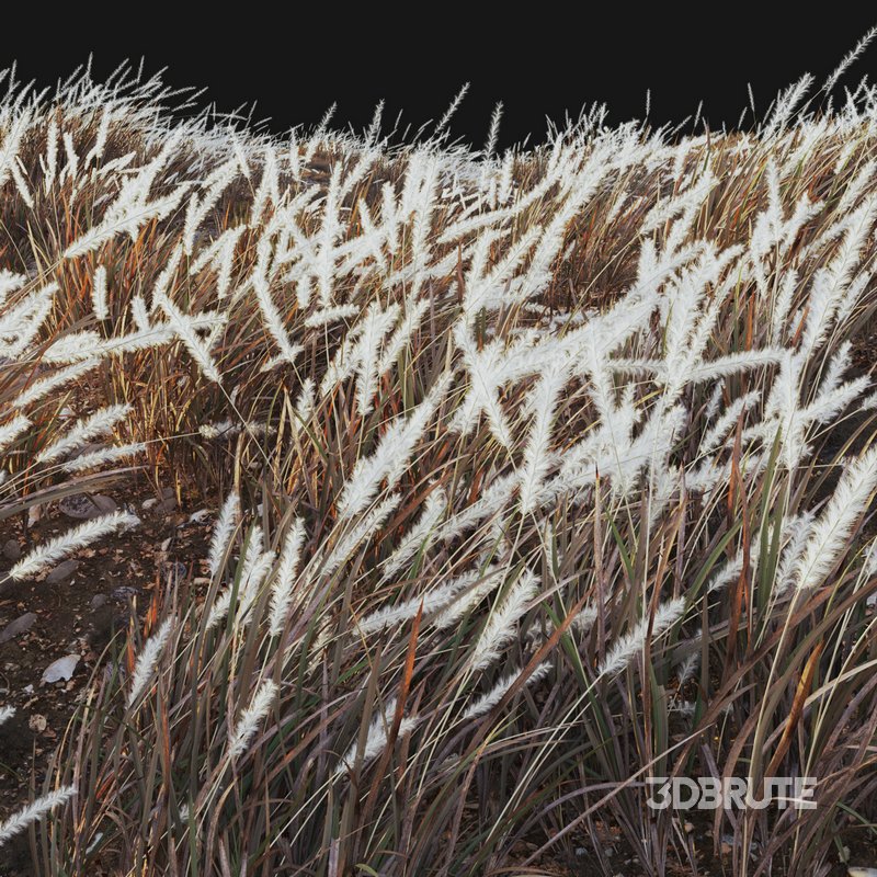 Imperata cylindrica – Cogon Grass 04 Image 3