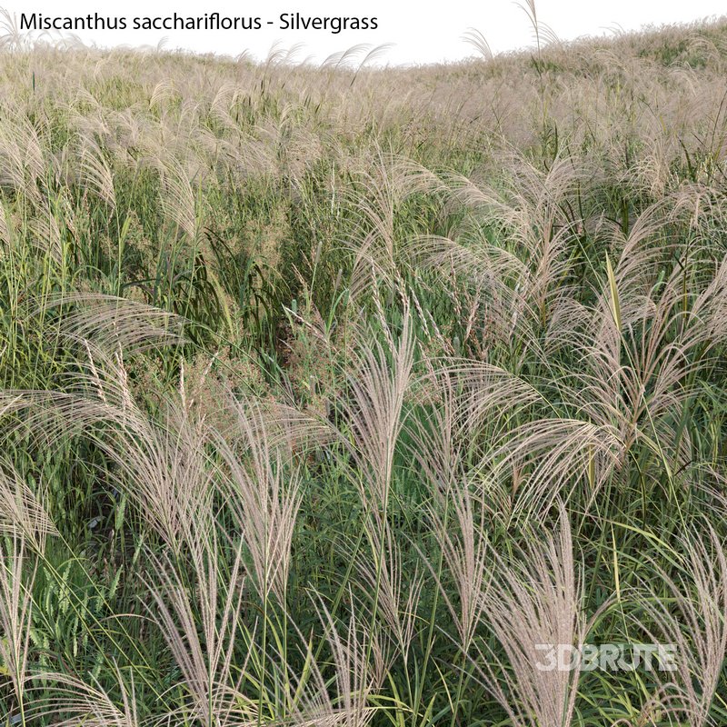 Miscanthus sacchariflorus – Silvergrass 01 Image 2