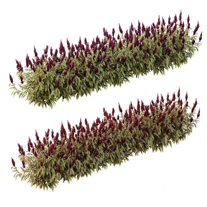Set of Plant Princes Feather06 -Amaranthus hypochondriacus Image 2