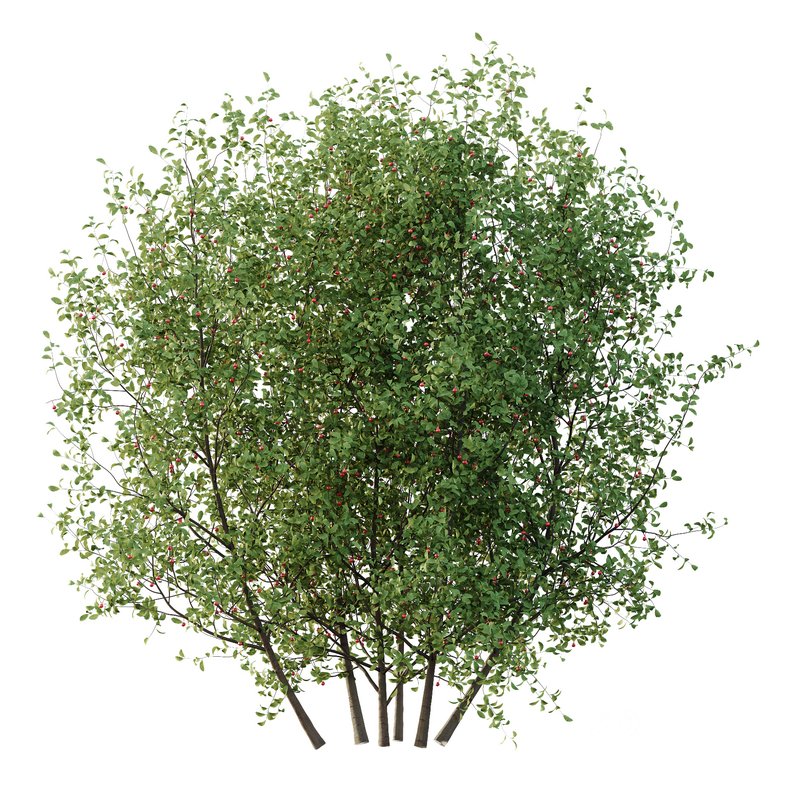 Ilex Mucronata Plant Mountain holly 06 (2 Bush) Image 2