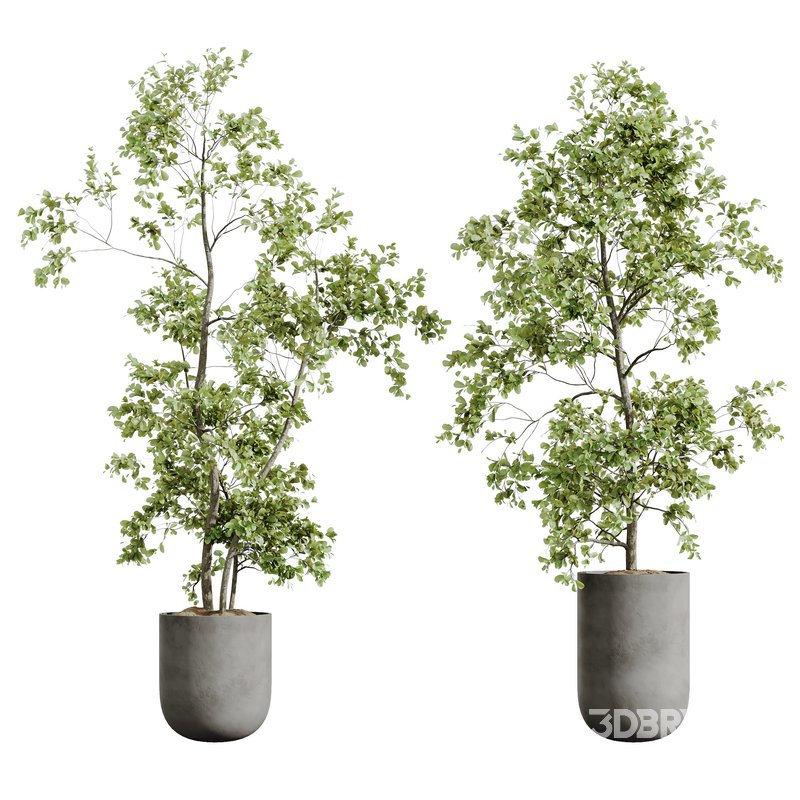AV Indoor plants set 170 Beech Olea Europaea Olive Eucalyptu Joyplants and Arbequina Wilsonii Chemlali Olive Image 3