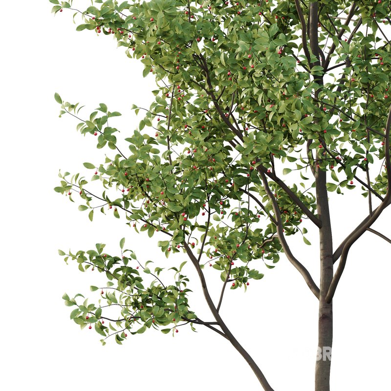 Ilex Mucronata Plant Mountain holly 04 -3 trees Image 3