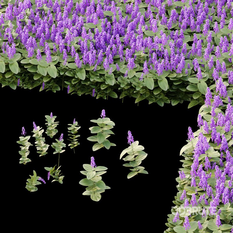 Tibouchina Semidecandra Grass 01 Image 4