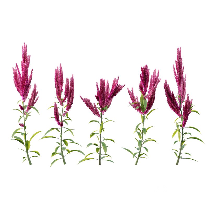 Set of Plant Princes Feather02 -Amaranthus hypochondriacus Image 3