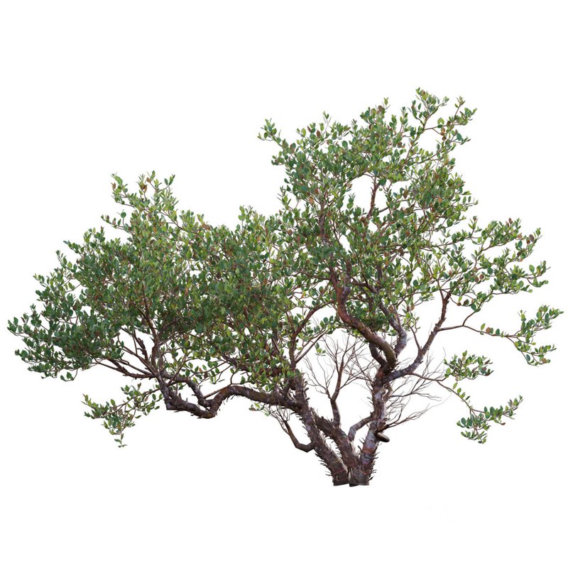 Arctostaphylos manzanita – Common Manzanita Image 2