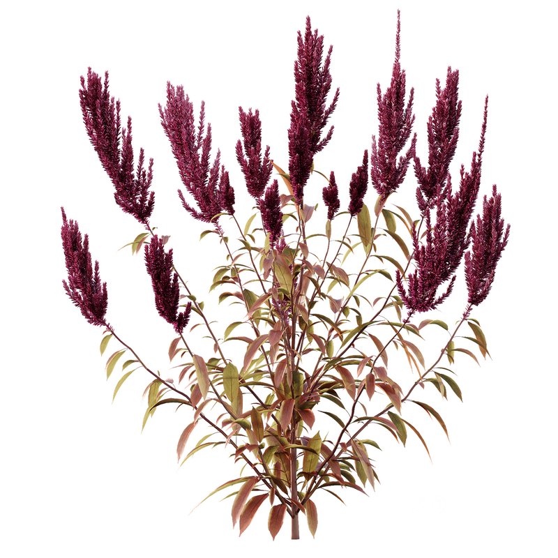 Set of Plant Princes Feather04 Amaranthus hypochondriacus Image 2