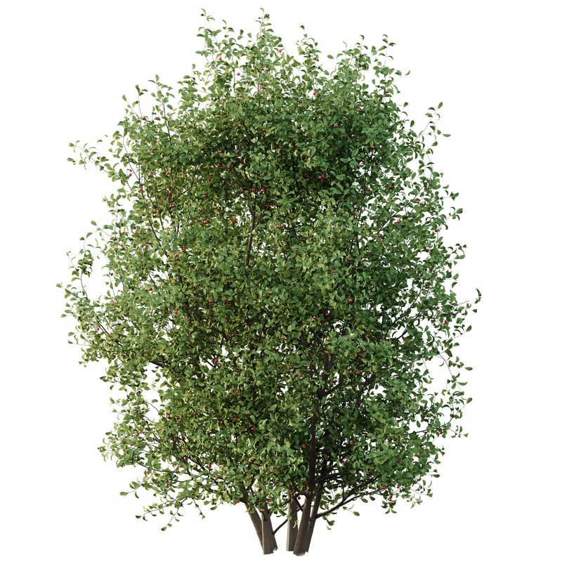 Ilex Mucronata Plant Mountain holly 06 (2 Bush) Image 3