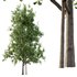 Ilex Mucronata Plant Mountain holly 05 -2 trees - Thumbnail 4