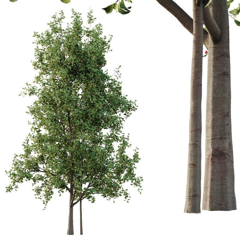 Ilex Mucronata Plant Mountain holly 05 -2 trees Image 4