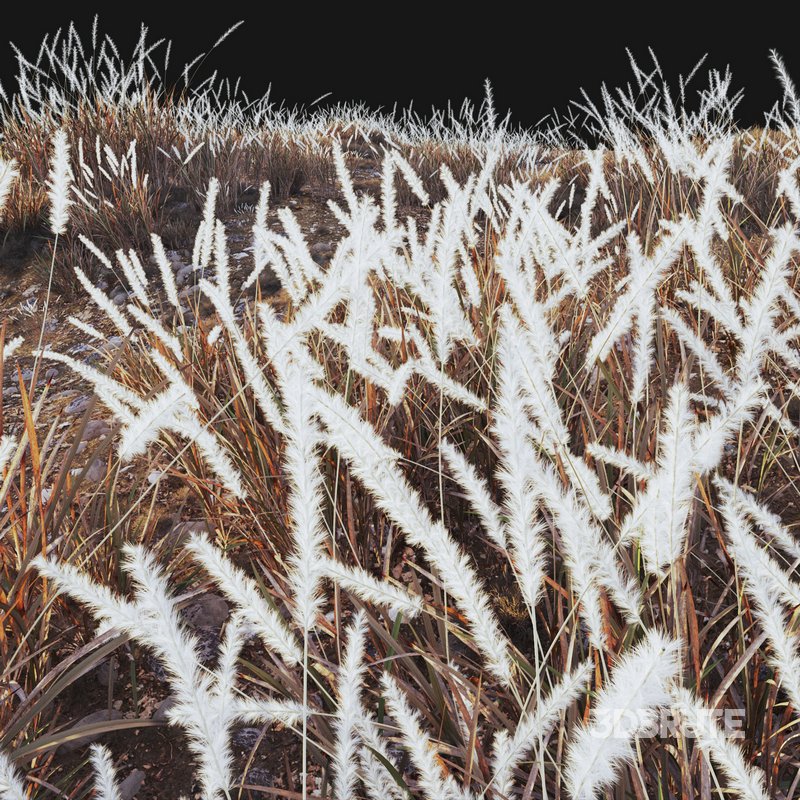 Imperata cylindrica – Cogon Grass 04 Image 4