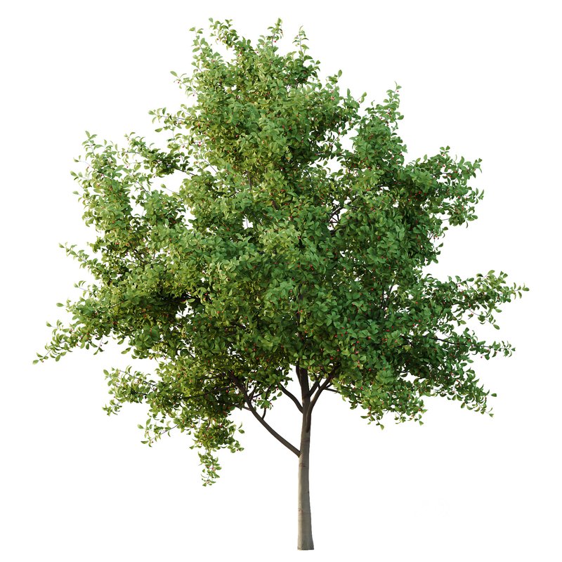 Ilex Mucronata Plant Mountain holly 01 -2 trees Image 4