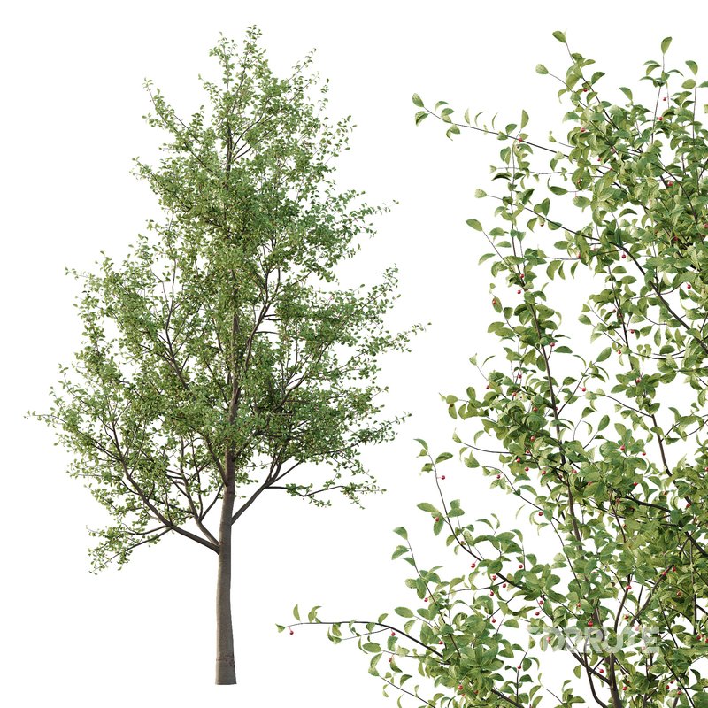 Ilex Mucronata Plant Mountain holly 02 -2 trees Image 3