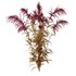 Set of Plant Princes Feather03 -Amaranthus hypochondriacus - Thumbnail 2