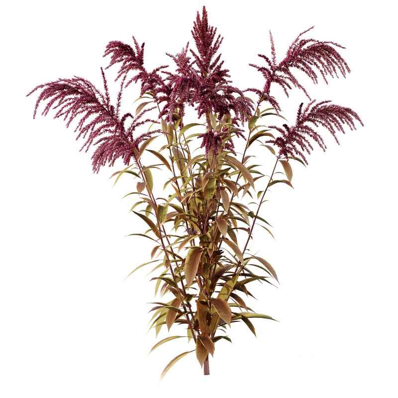 Set of Plant Princes Feather03 -Amaranthus hypochondriacus Image 2