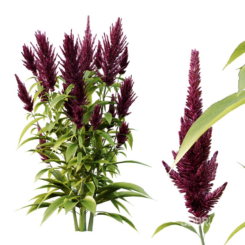 Set of Plant Princes Feather07 -Amaranthus hypochondriacus Image 2